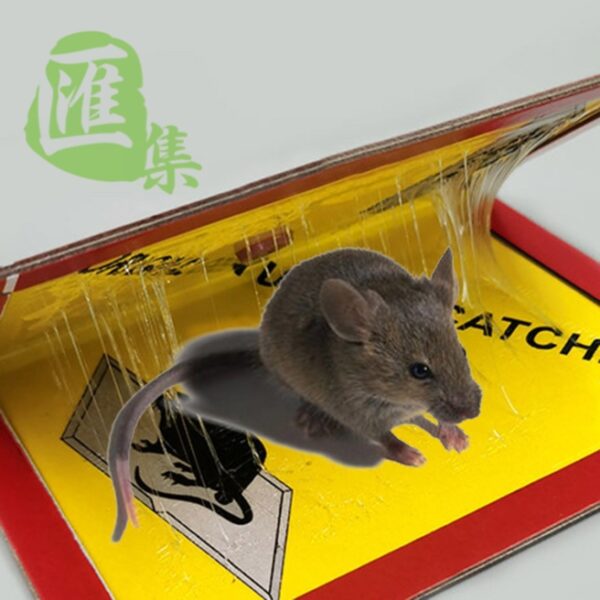 老鼠膠，老鼠膠板，強力老鼠膠 030923